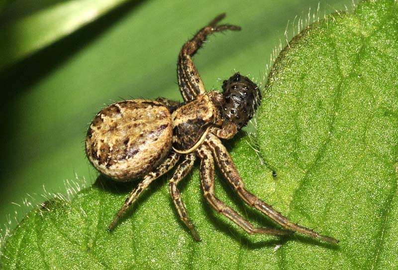 Thomisidae: Xysticus sp.  -  Oasi Nat. Tivoli-Manzolino (MO)